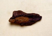 藏品(動物骨化石)的圖片